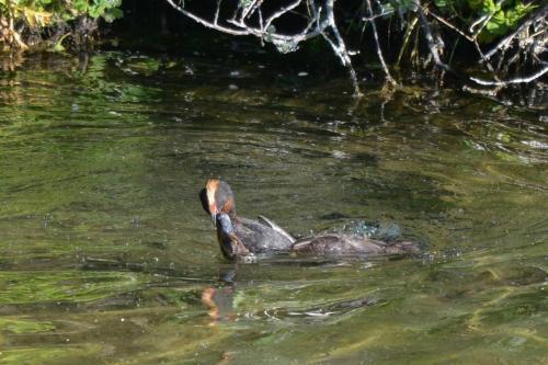 Bataille entre un grèbe esclavon et une femelle de Fuligule morillon