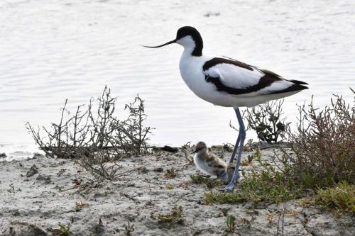 Avocettes élégantes