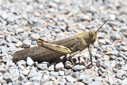 Criquet Egyptien (Anacridium aegyptium)