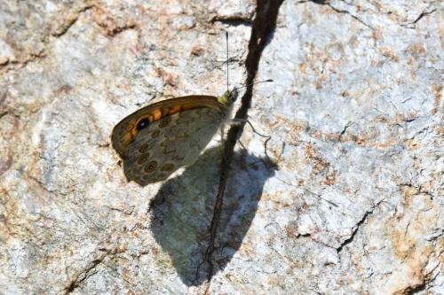 Satyre-Mégère (Lasiommata megera)