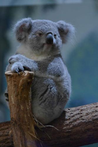 Koala