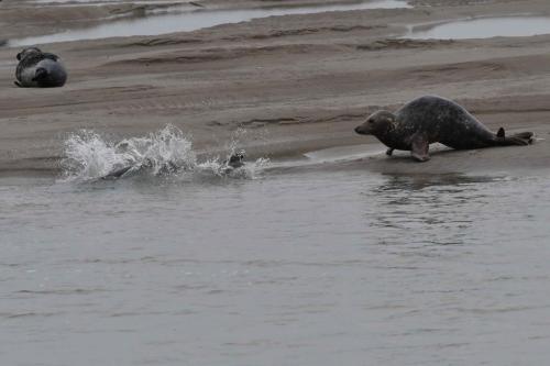 Phoques gris