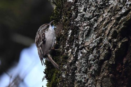 Grimpereau des jardins