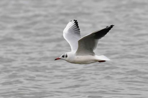 Mouette rieuse