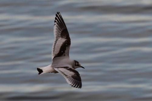 Mouette pygmée (1ère année)