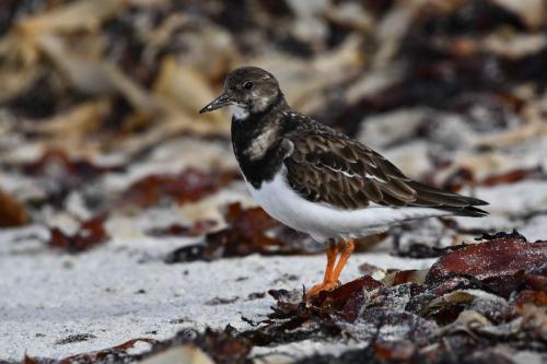 Tournepierre à collier