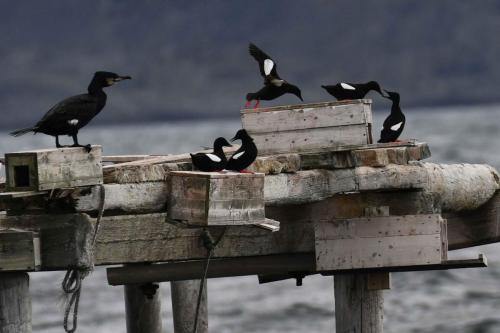 Guillemots à miroir, grand cormoran