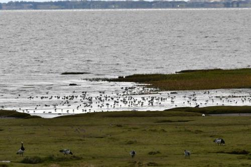 Mer de Wadden, au fond l'île de Fano