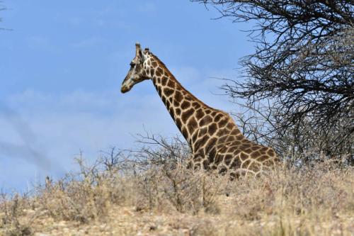 Girafe