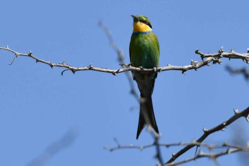 Guêpier à queue d'aronde