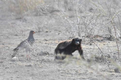 Ratel et autour chanteur
