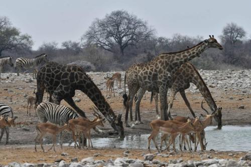 Girafes et impalas à face noire