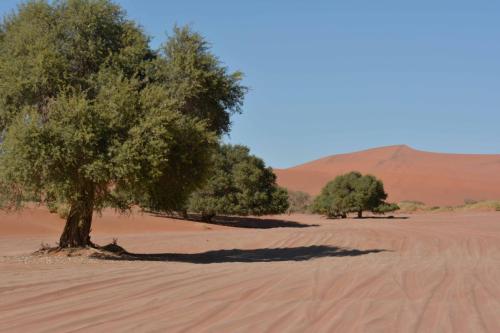 Dunes de Sossusvlei