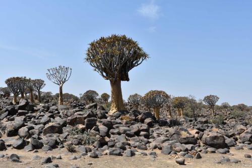 Quiver tree forest