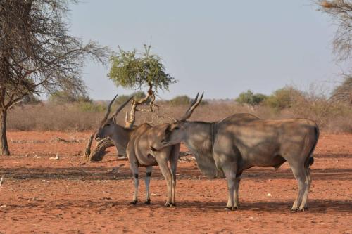 Elands du Cap