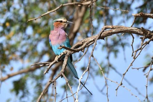 Rollier à longs brins