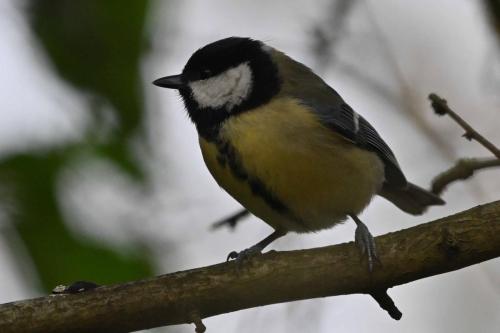 Mésange charbonnière