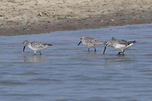 Bécasseaux falcinelles