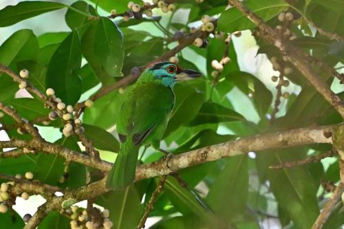 Barbu à gorge bleue