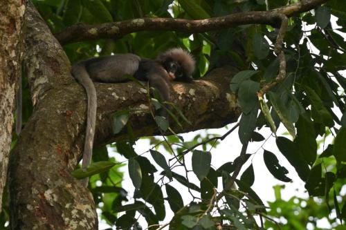 Semnopithèque obscur