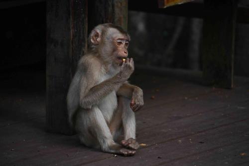 Macaque de Birmanie