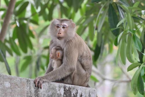 Macaques de Birmanie
