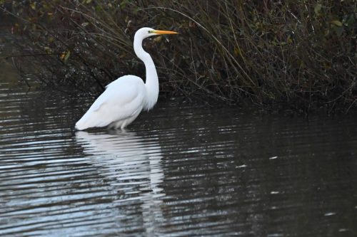 Grande aigrette