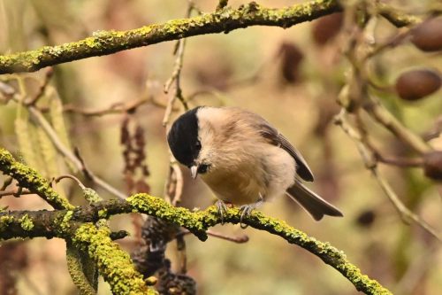 Mésange nonnette
