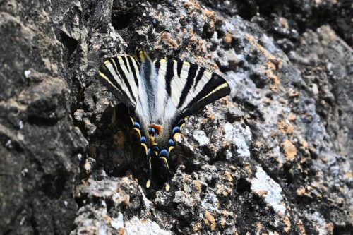 Voilier blanc (Iphiclides feisthamelii)