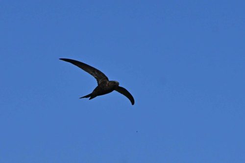 Martinet noir