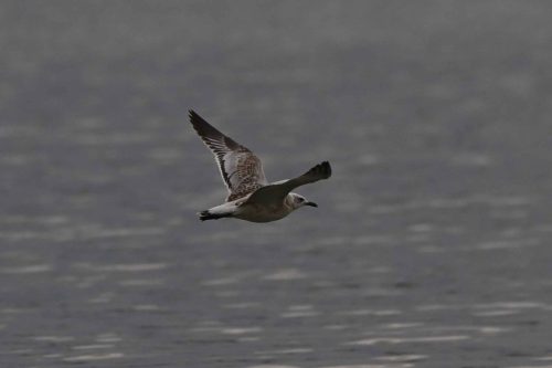 Mouette mélanocéphale