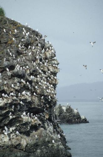 Mouettes tridactyles