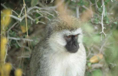 Kenya - Réserve de Masaï-Mara - Singe vervet