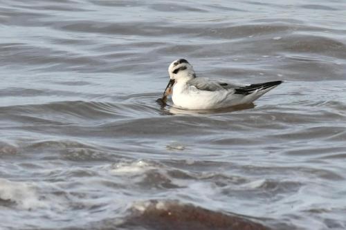 Phalarope à bec large