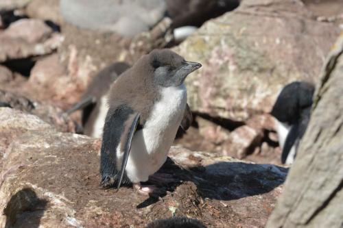 Gorfou sauteur (jeune)