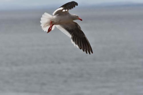 Goéland de Scoresby