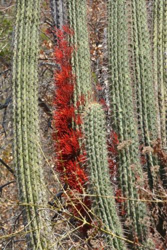 Cactus (Echinopsis chiloensis)
