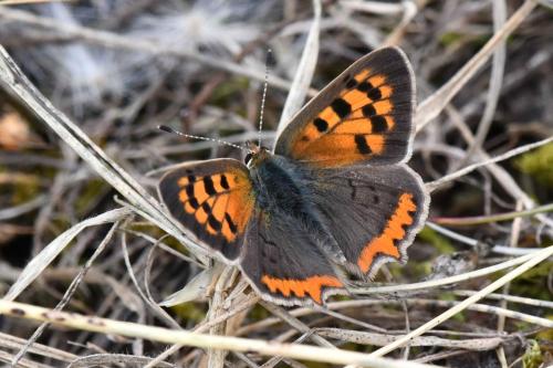 Cuivré commun (Lycaena phlaeas)