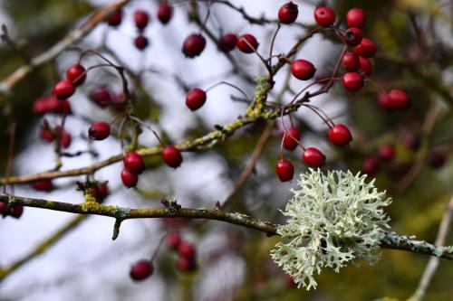 Lichen et Aubépine