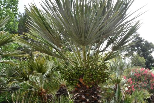 Jardin exotique de Ponteilla