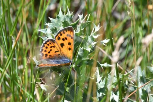 Cuivré mauvin (Lycaena alciphron)