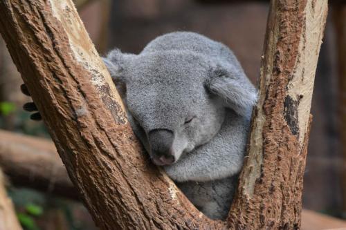 Koala