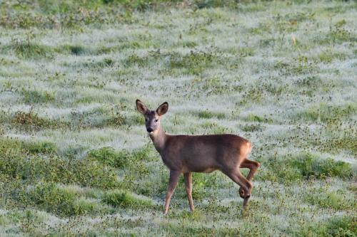 Chevreuil