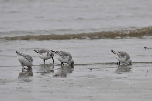 Bécasseaux sanderlings