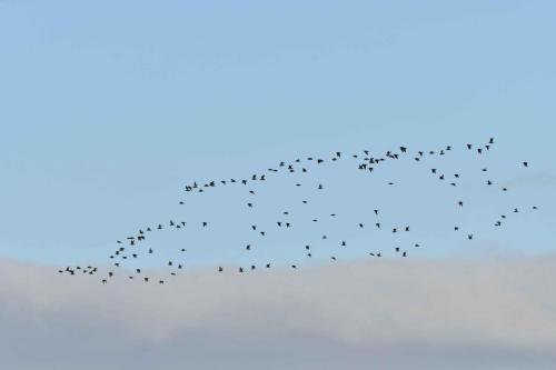 Vol de Pluviers dorés