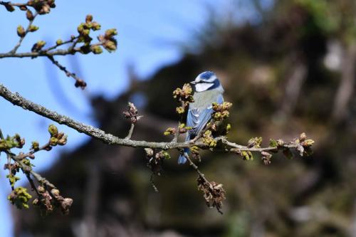 Mésange bleue