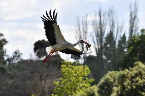 Cigogne blanche à Los Barruecos