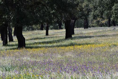 Parc national de Monfrague vers Portilla del Tiètar