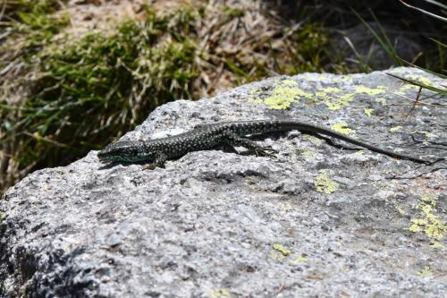Podarcis hispaniscus ?