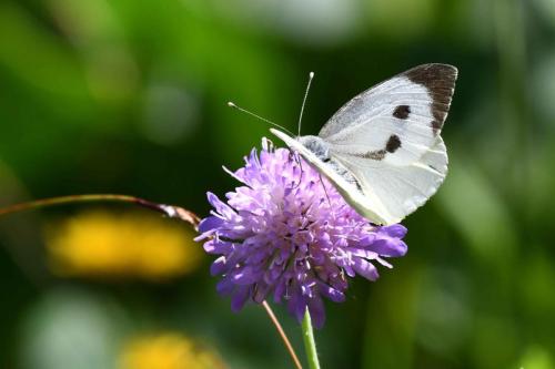Piéride du chou